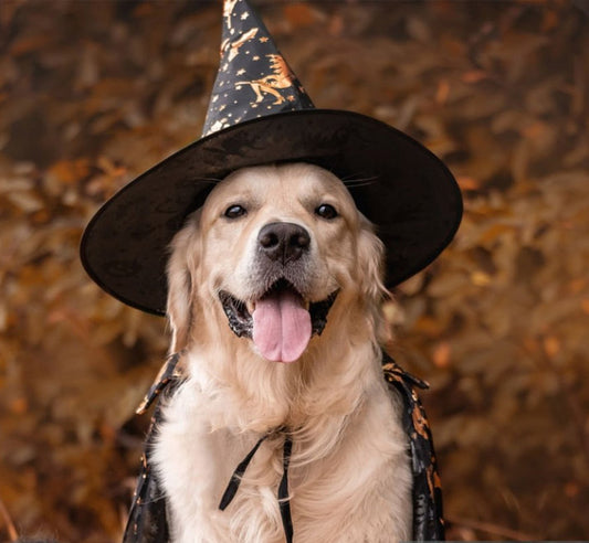 Pumpkin Peanut Butter Dog Treats